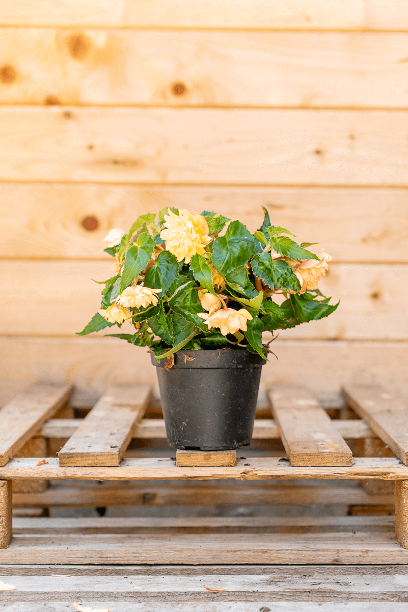 Begonia Pendula