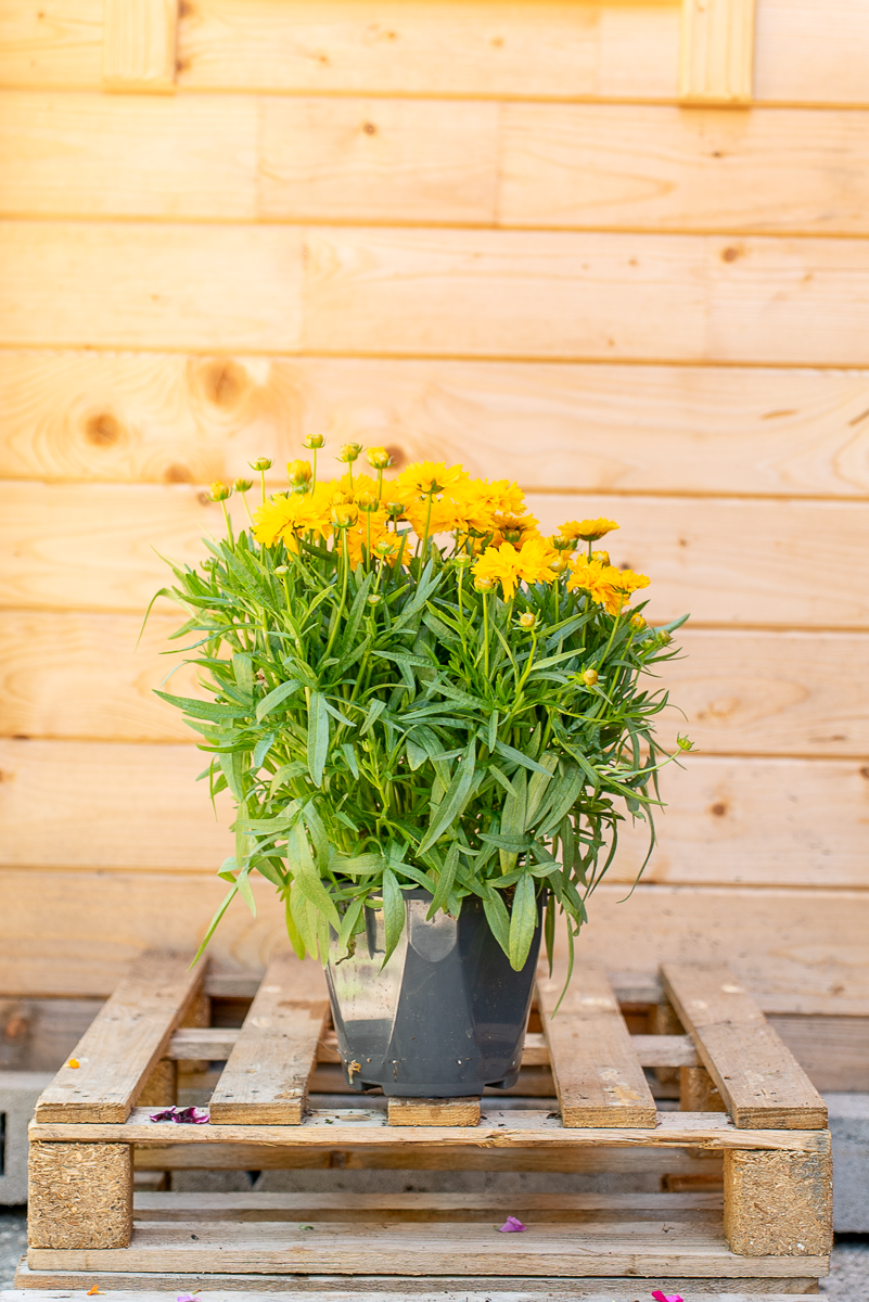 Coreopsis Grandiflora