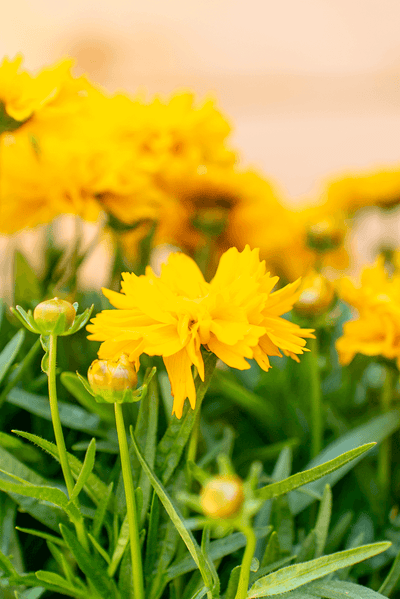 Coreopsis Grandiflora