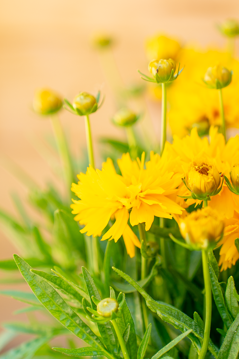 Coreopsis Grandiflora