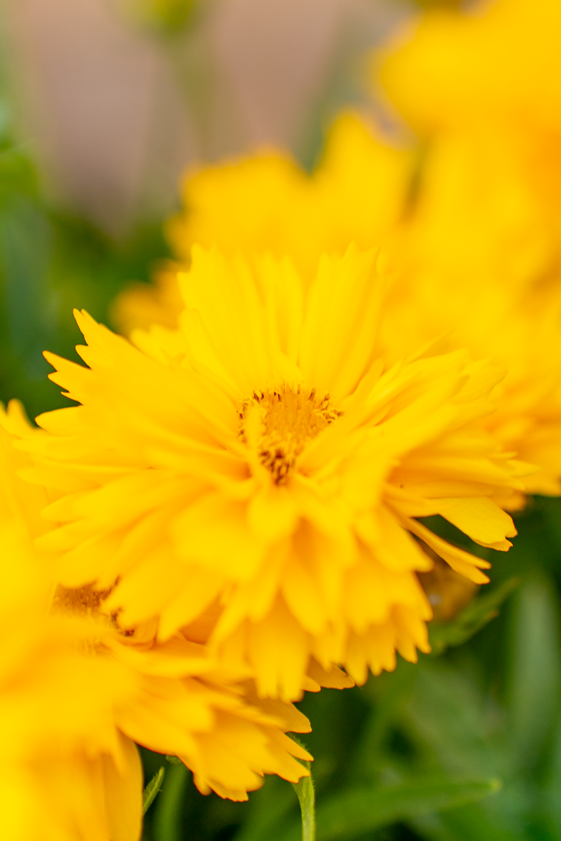 Coreopsis Grandiflora