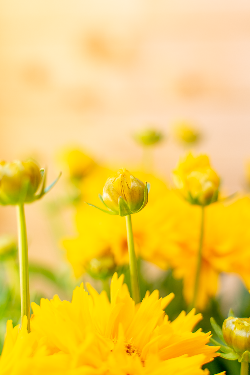 Coreopsis Grandiflora