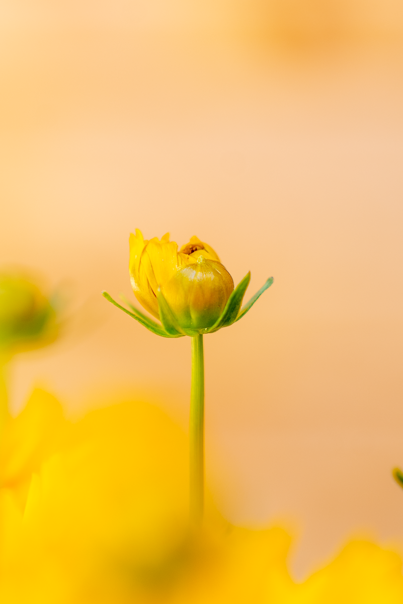 Coreopsis Grandiflora