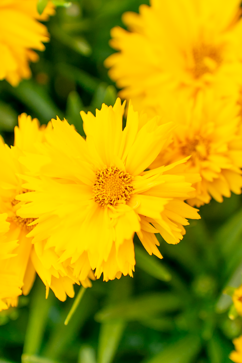 Coreopsis Grandiflora