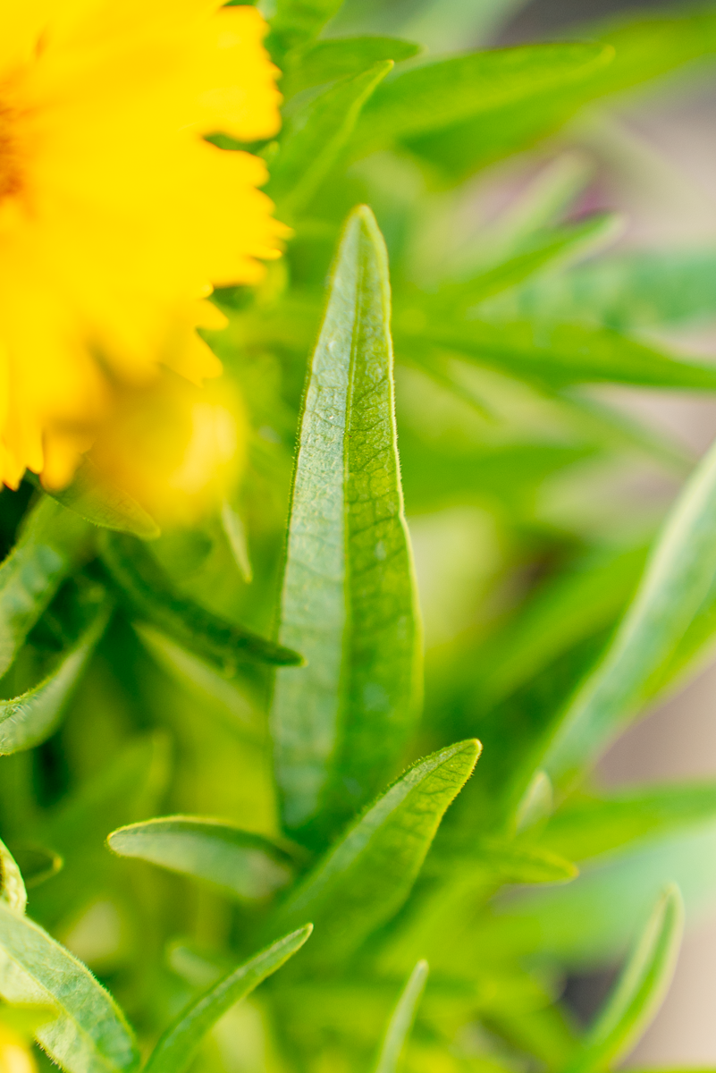 Coreopsis Grandiflora