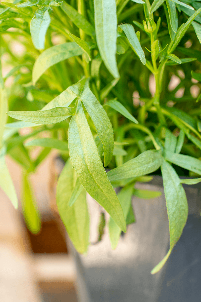 Coreopsis Grandiflora