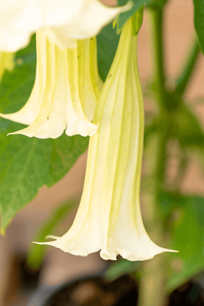 Brugmansia Suaveolens