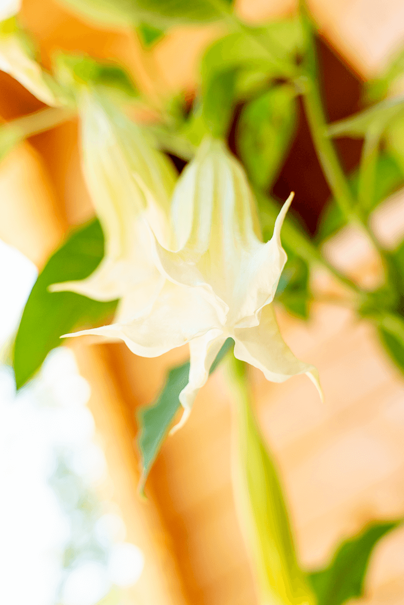 Brugmansia Suaveolens