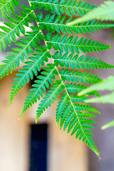 Dicksonia Antarctica