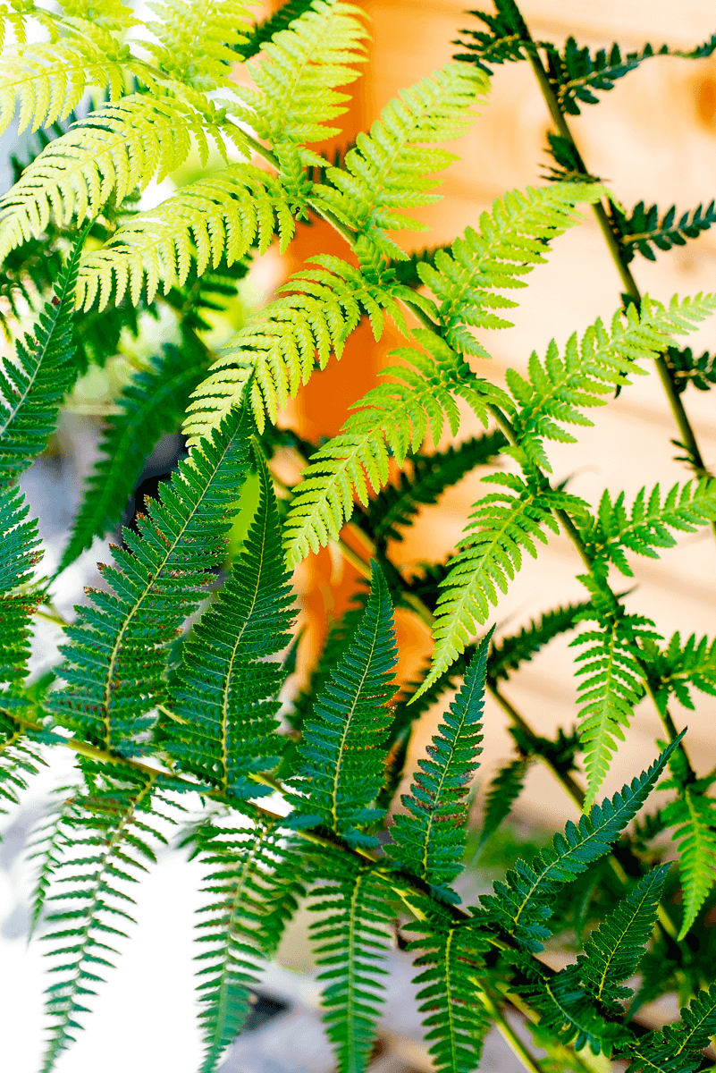 Dicksonia Antarctica
