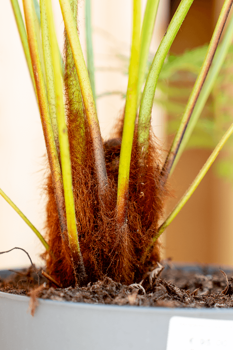 Dicksonia Antarctica