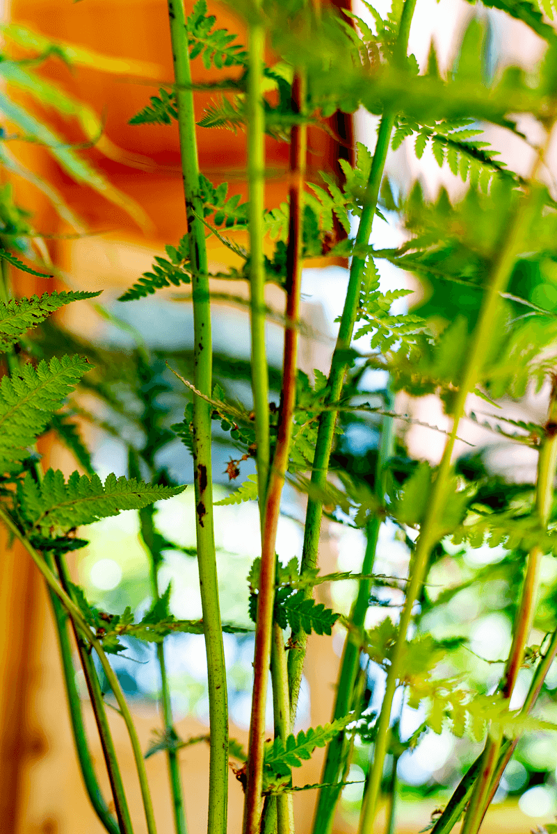 Dicksonia Antarctica