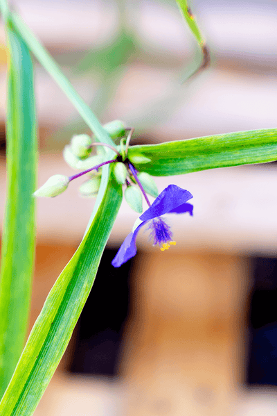 Tradescantia Occidentalis