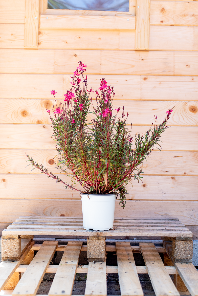 Gaura Lindheimeri