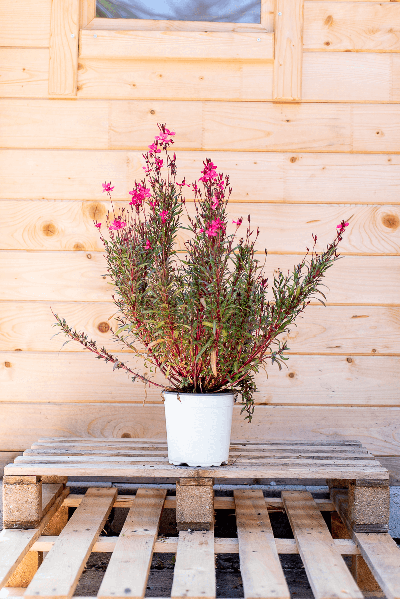 Gaura Lindheimeri