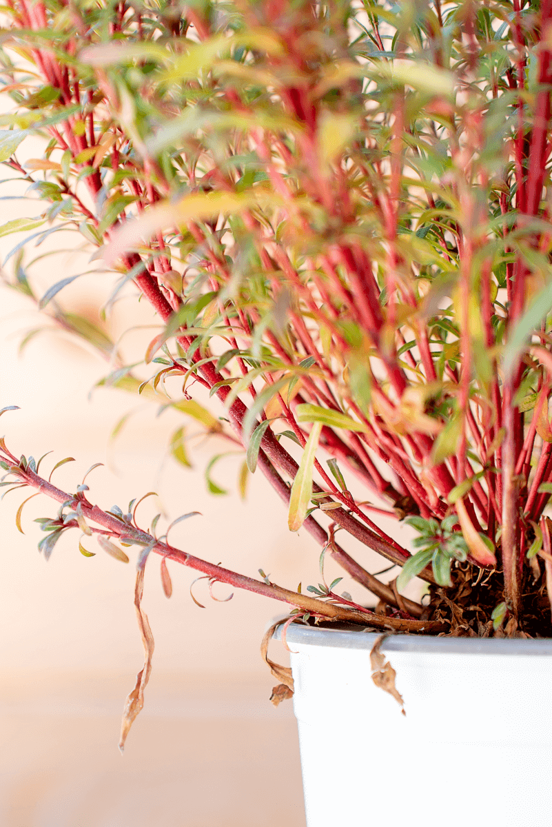 Gaura Lindheimeri