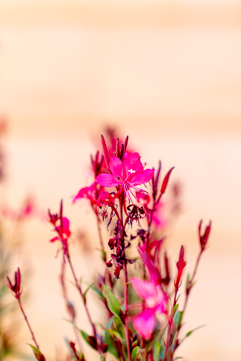 Gaura Lindheimeri