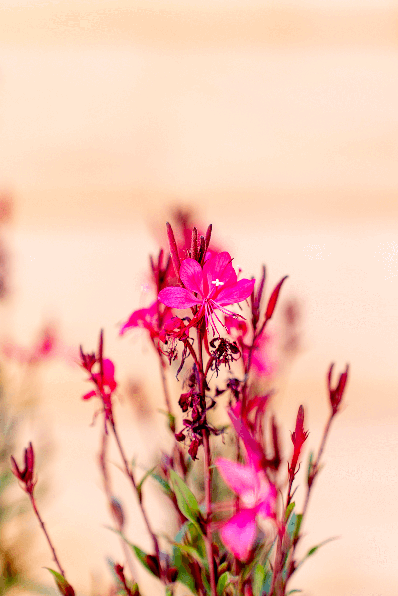 Gaura Lindheimeri