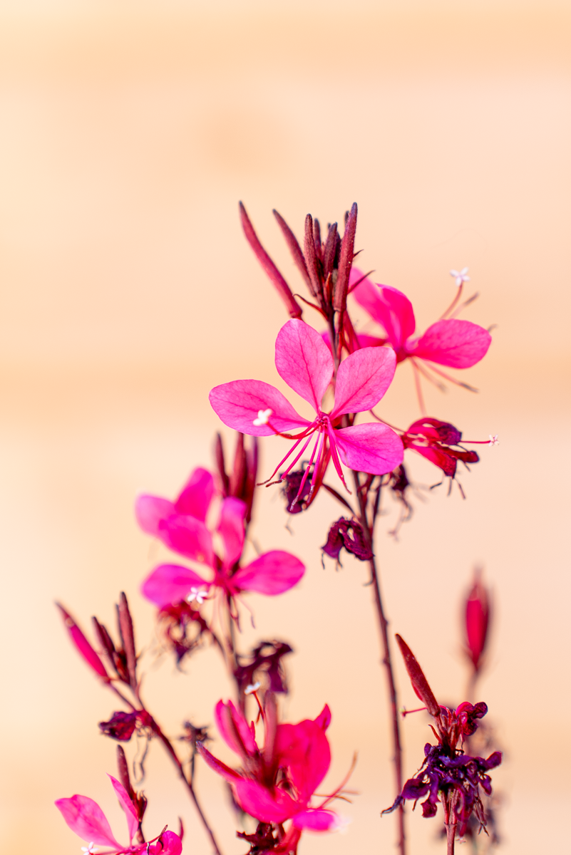 Gaura Lindheimeri