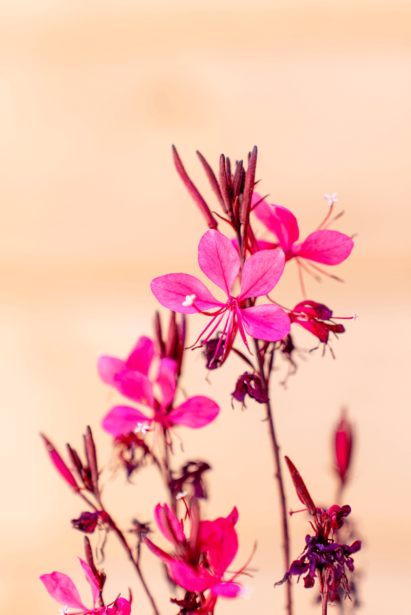 Gaura Lindheimeri