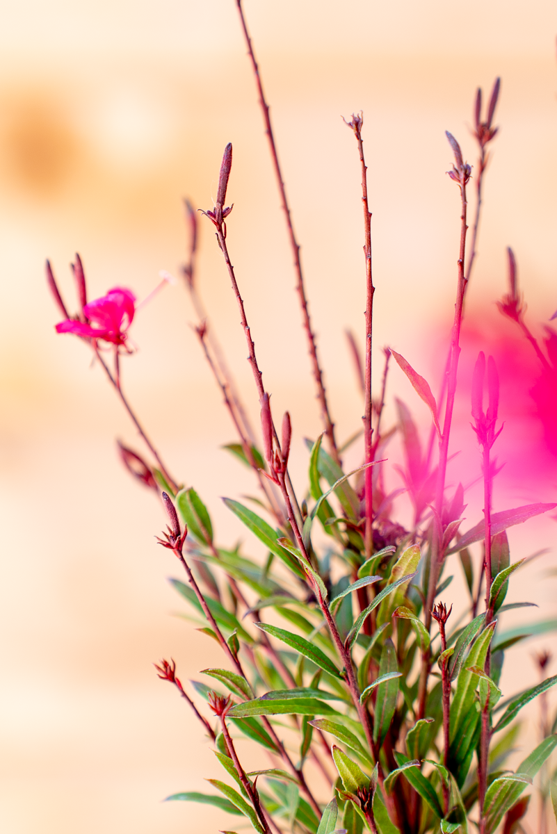 Gaura Lindheimeri