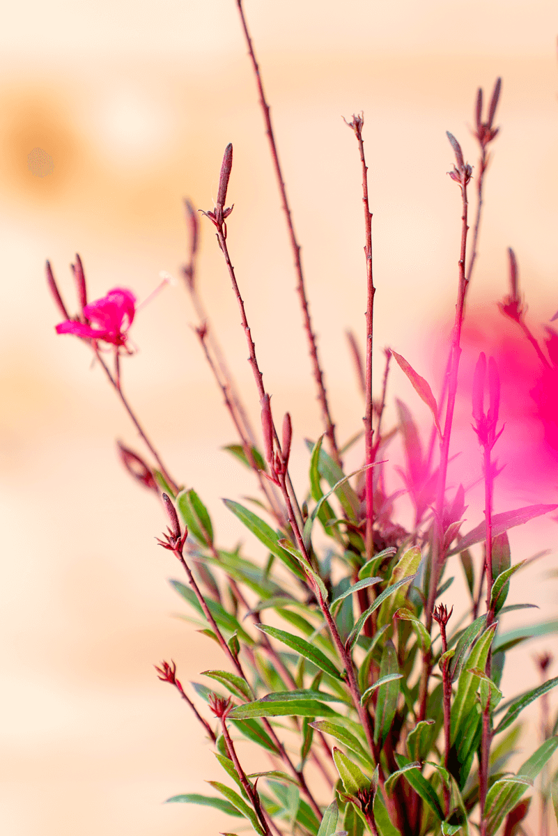 Gaura Lindheimeri