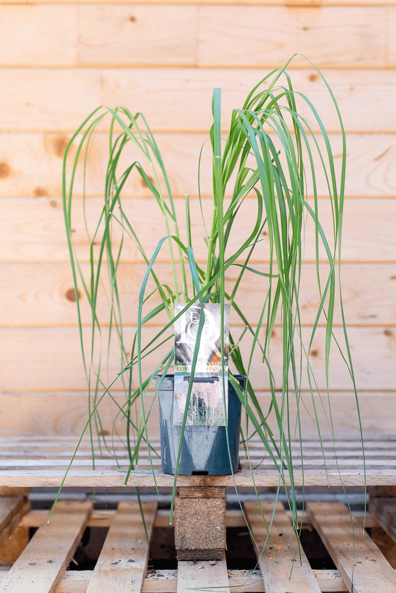 Cortaderia Rosea