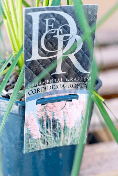 Cortaderia Rosea