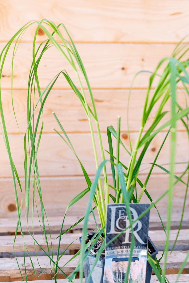 Cortaderia Rosea