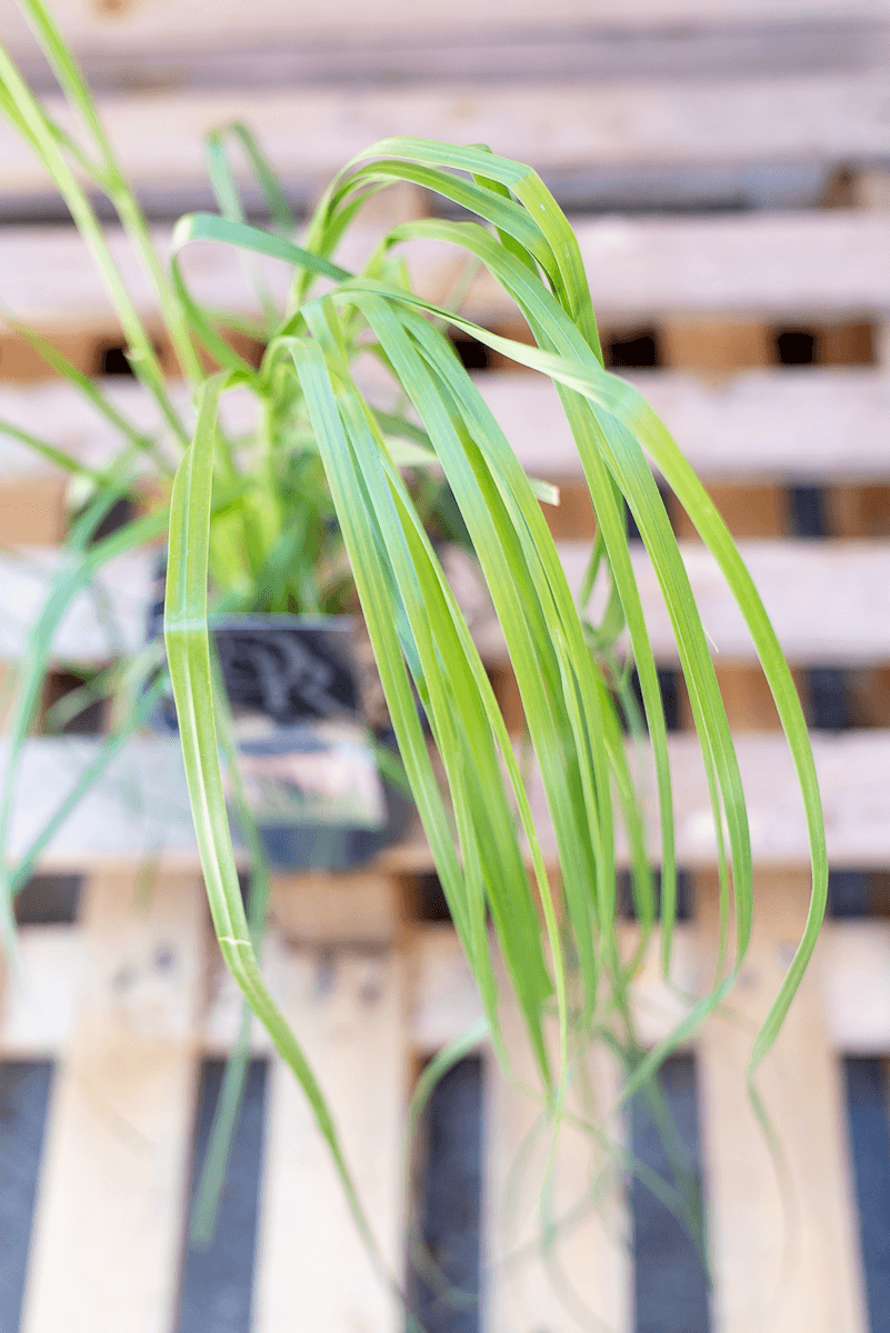Cortaderia Rosea