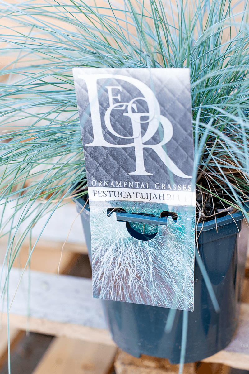 Festuca