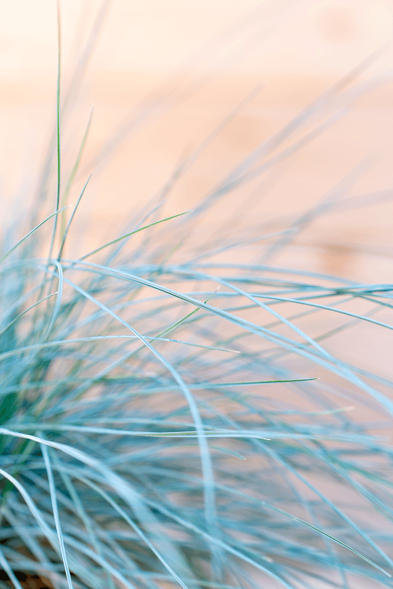 Festuca