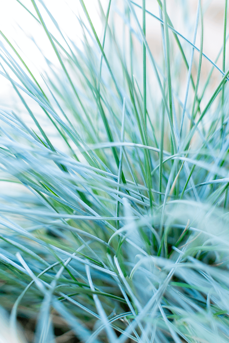 Festuca