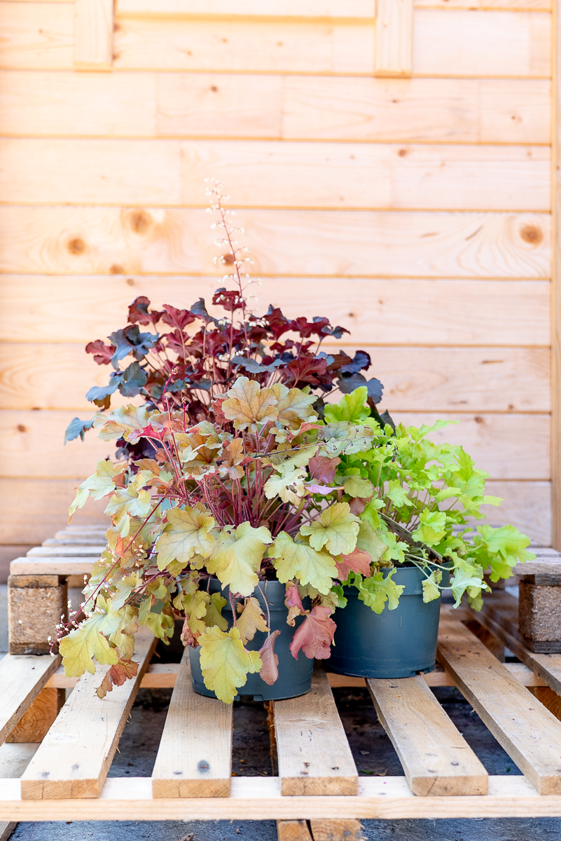 Heuchera