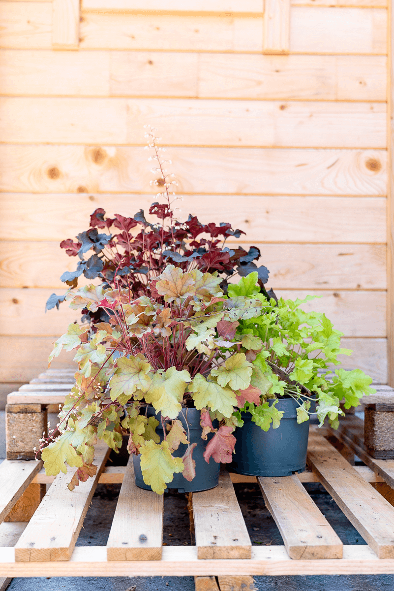 Heuchera