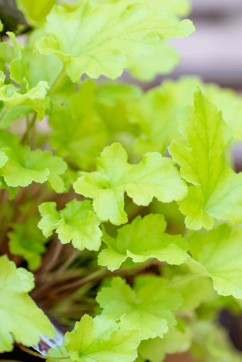 Heuchera