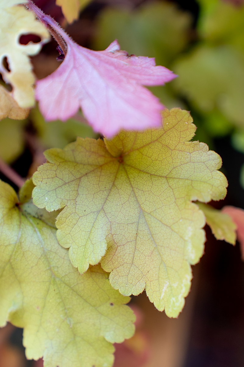 Heuchera