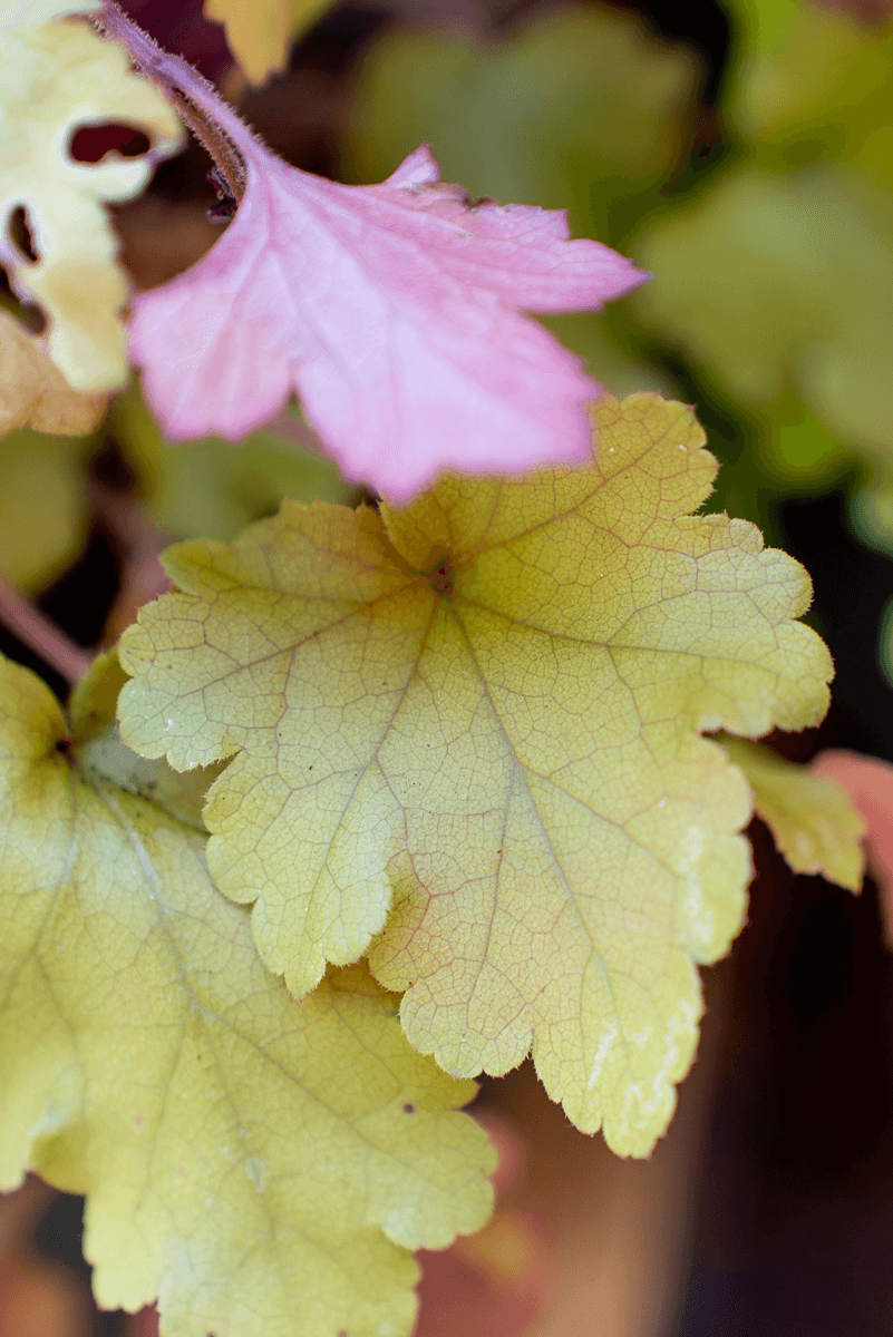 Heuchera