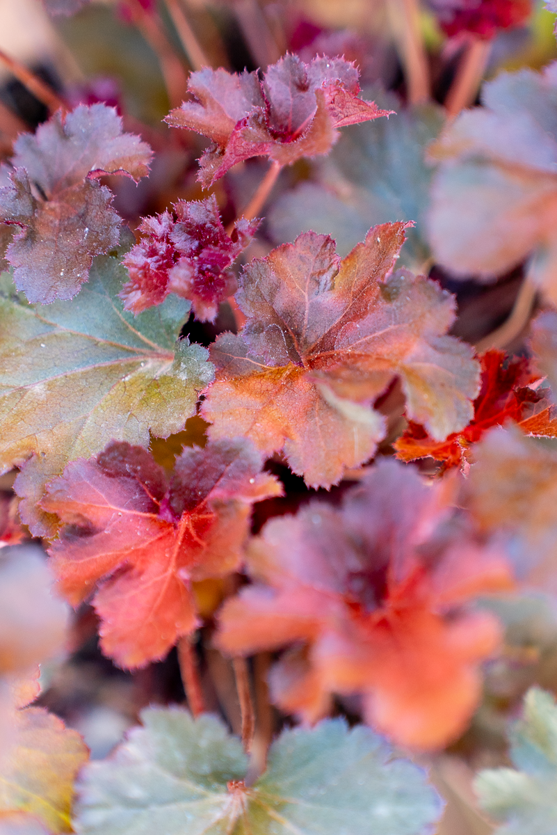 Heuchera