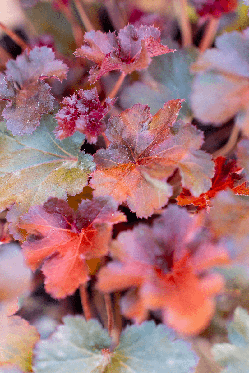Heuchera