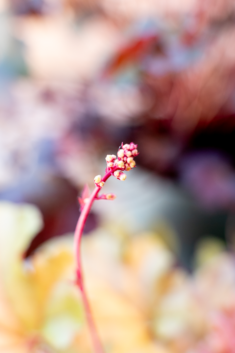 Heuchera