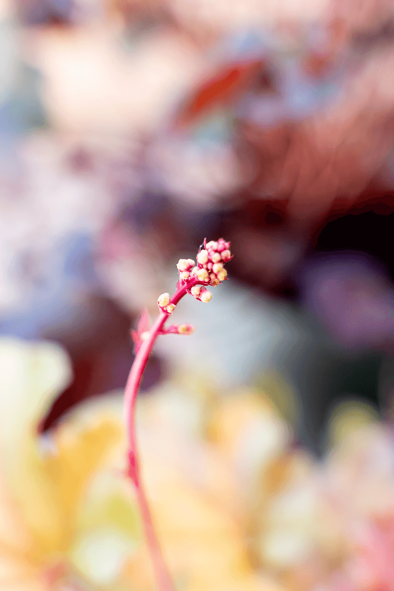 Heuchera