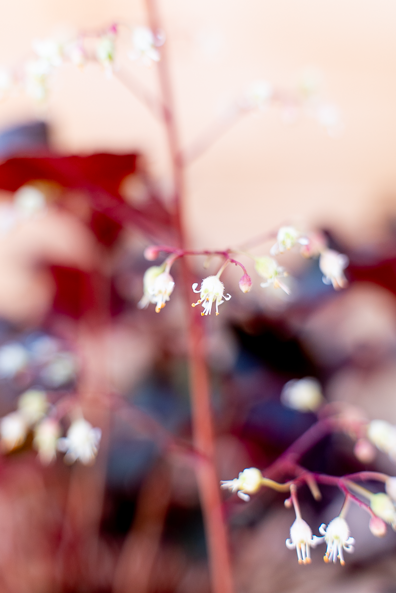 Heuchera
