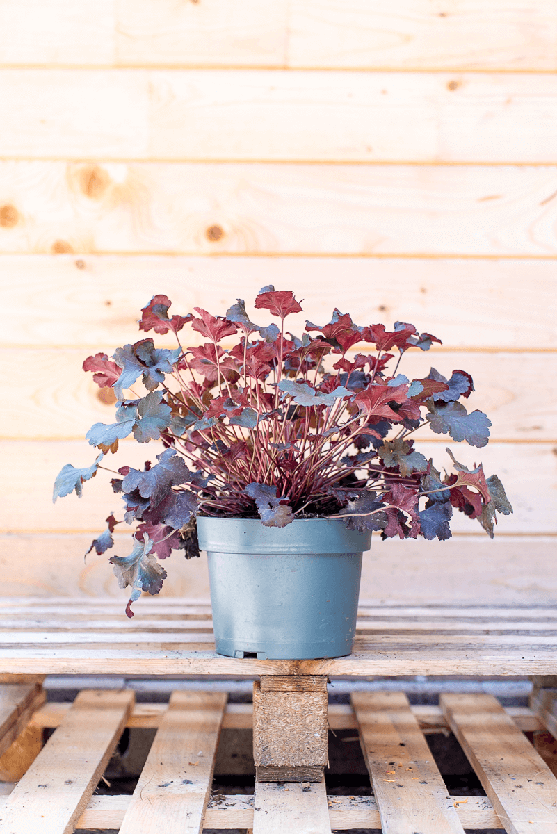Heuchera