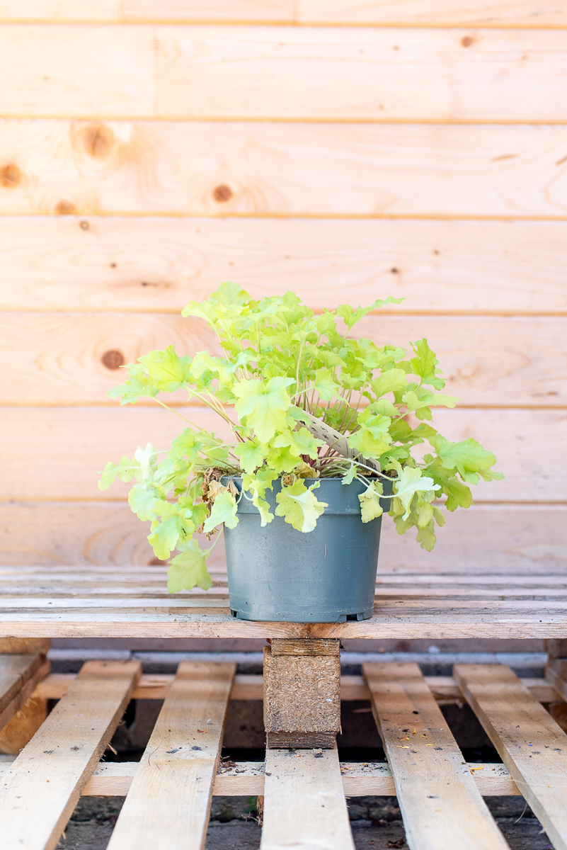 Heuchera