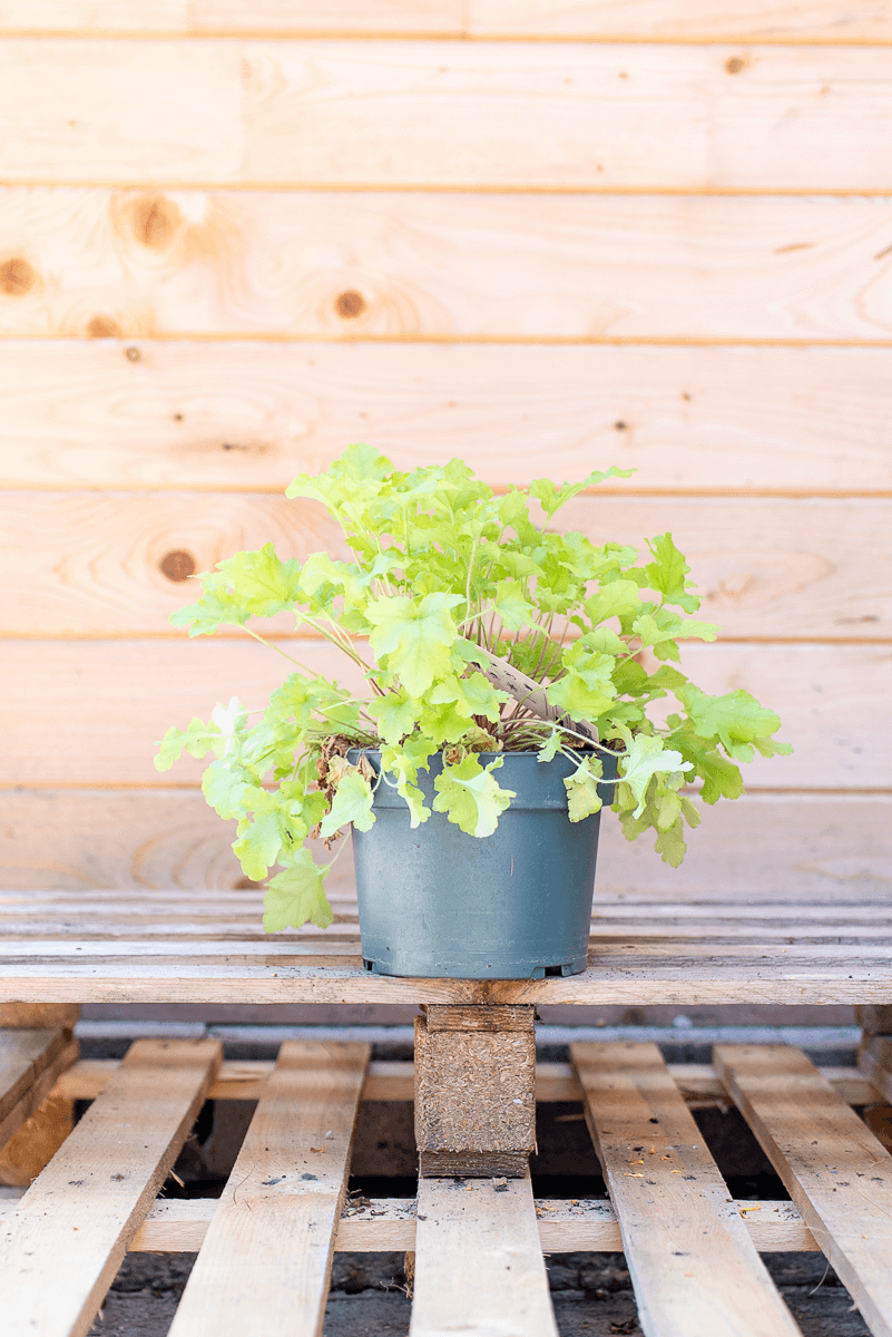 Heuchera