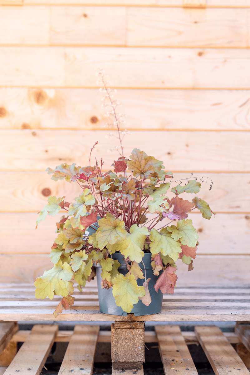 Heuchera