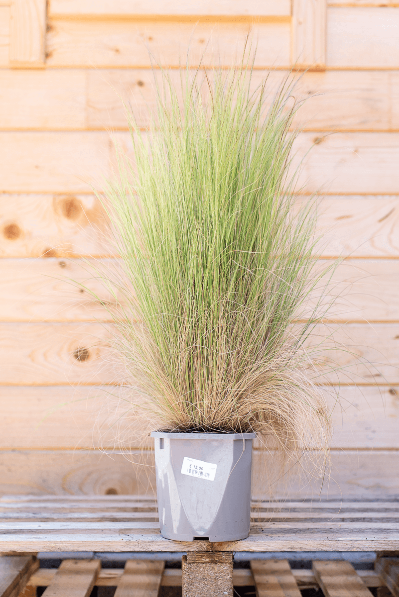 Stipa