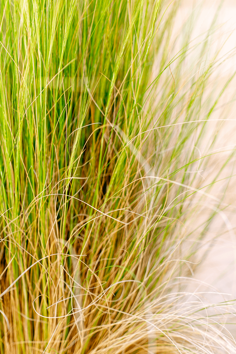 Stipa