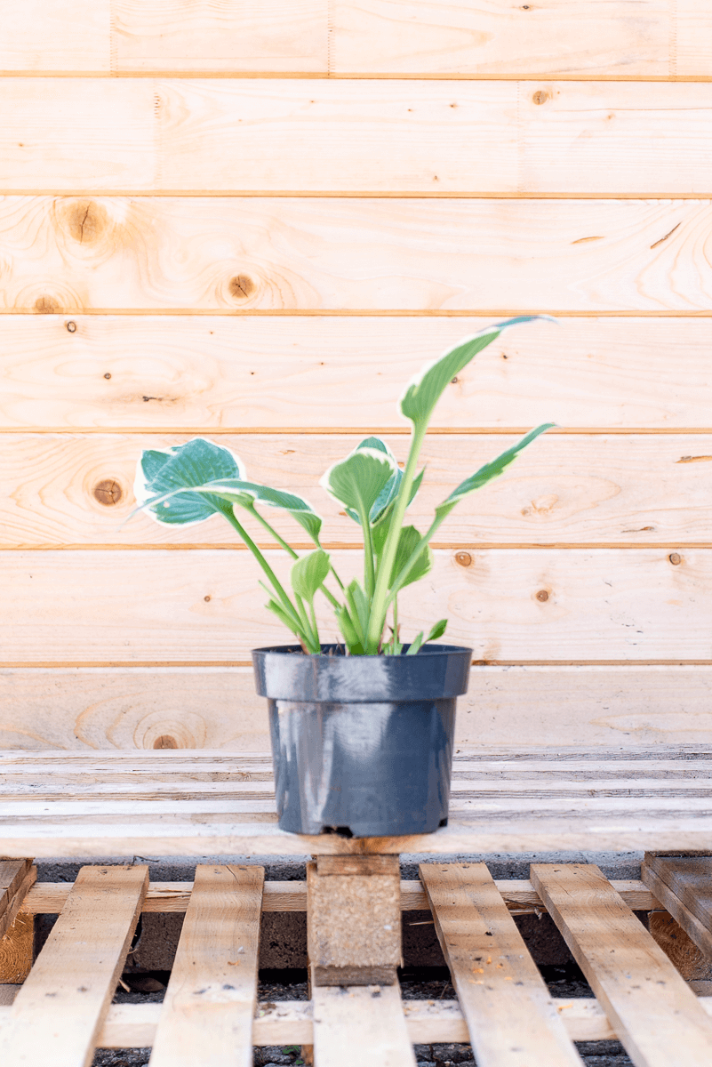 Hosta